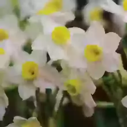 Avalanche